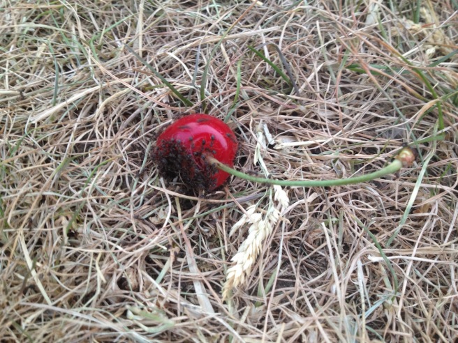 ants on a cherry